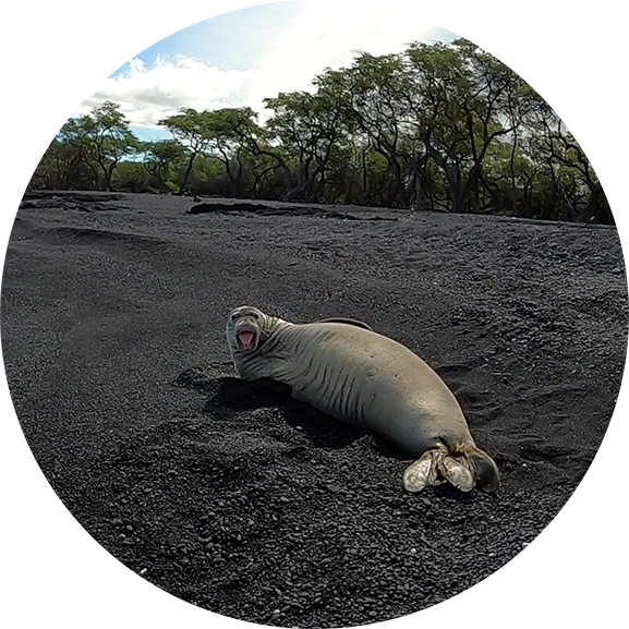 monk-seal_web