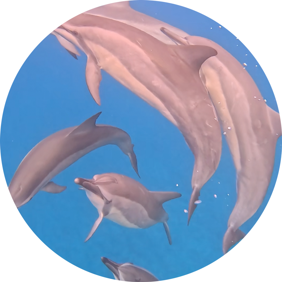 dolphin-inspirations_web