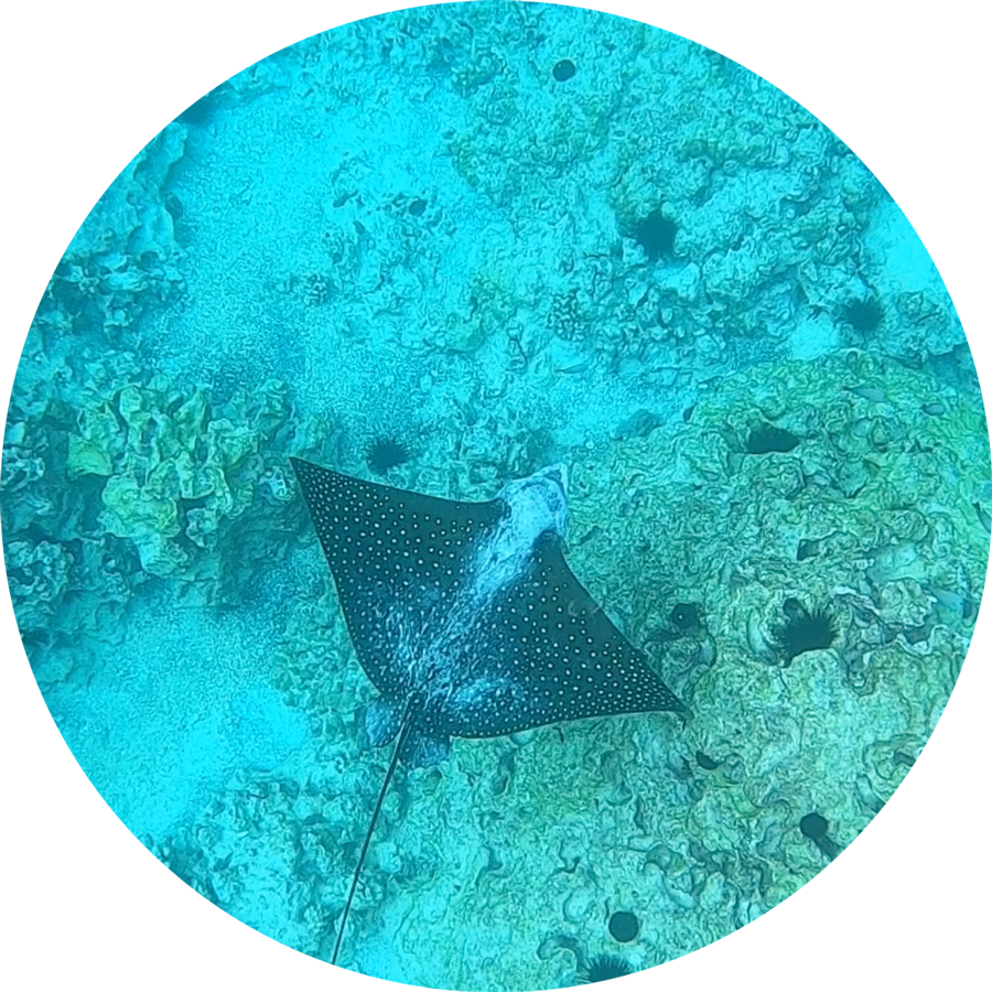 spotted-eagle-ray